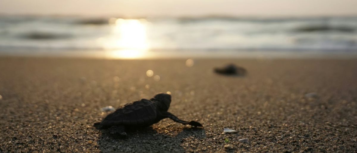 鹿児島大学ウミガメ研究会